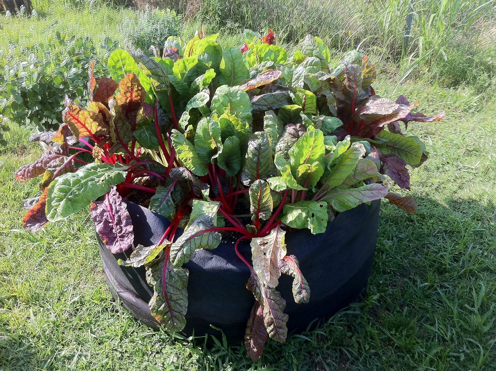 Black round fabric raised bed planted with chard, on grass.