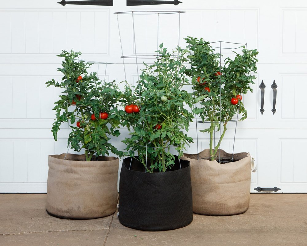 Fabric pots with tomato plants on a patio.