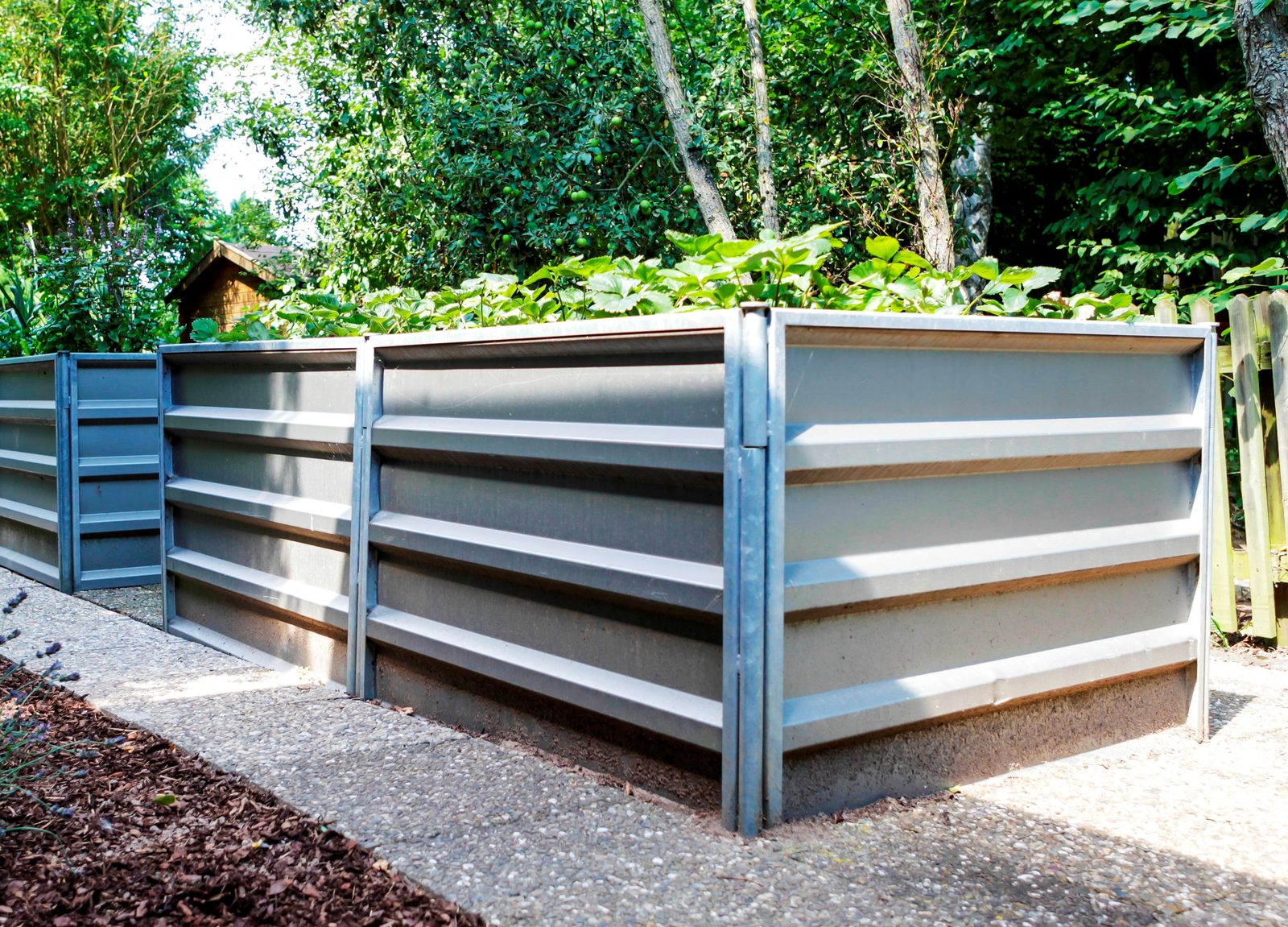 Galvanized steel raised beds with horizontal ribs, planted along the top edge, next to a path.